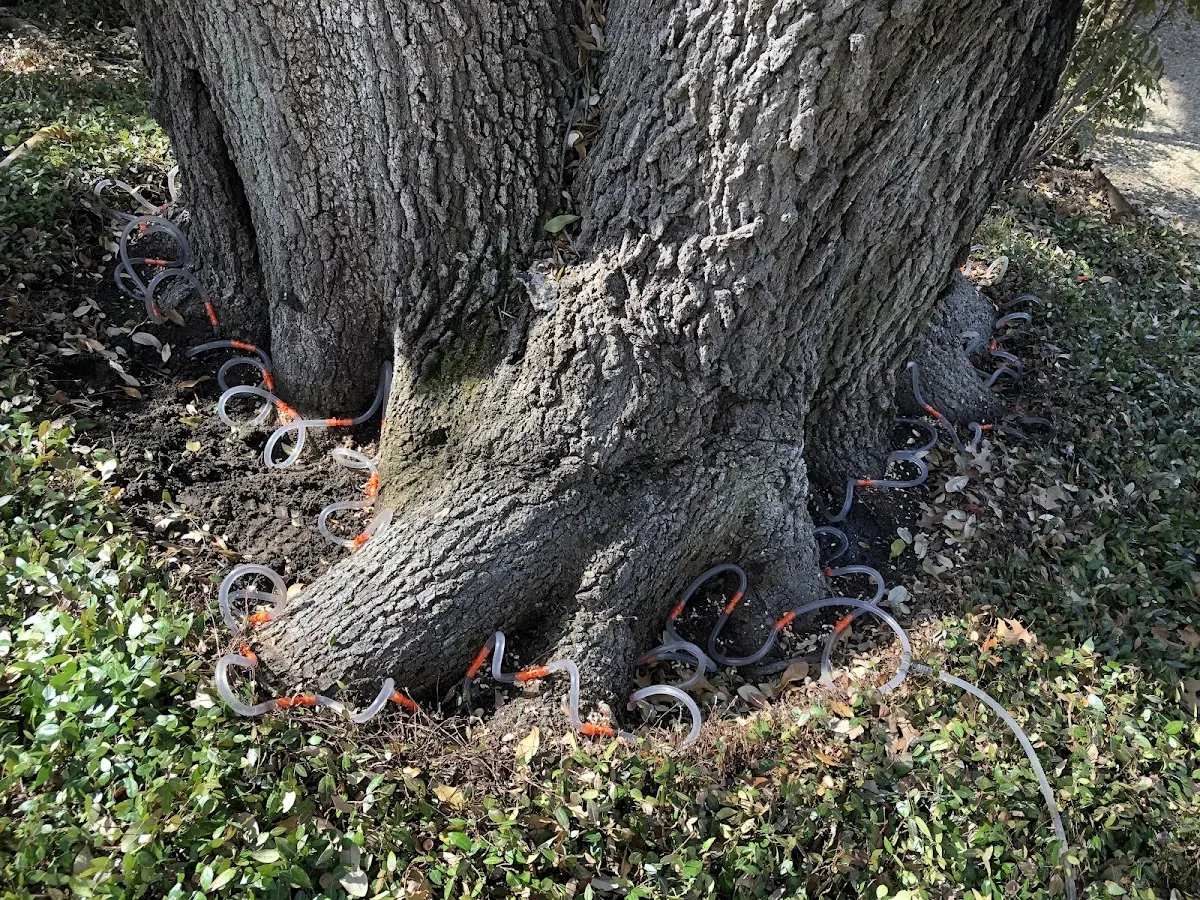 Detailed Tree Cabling and Bracing job site in Vaughnsville