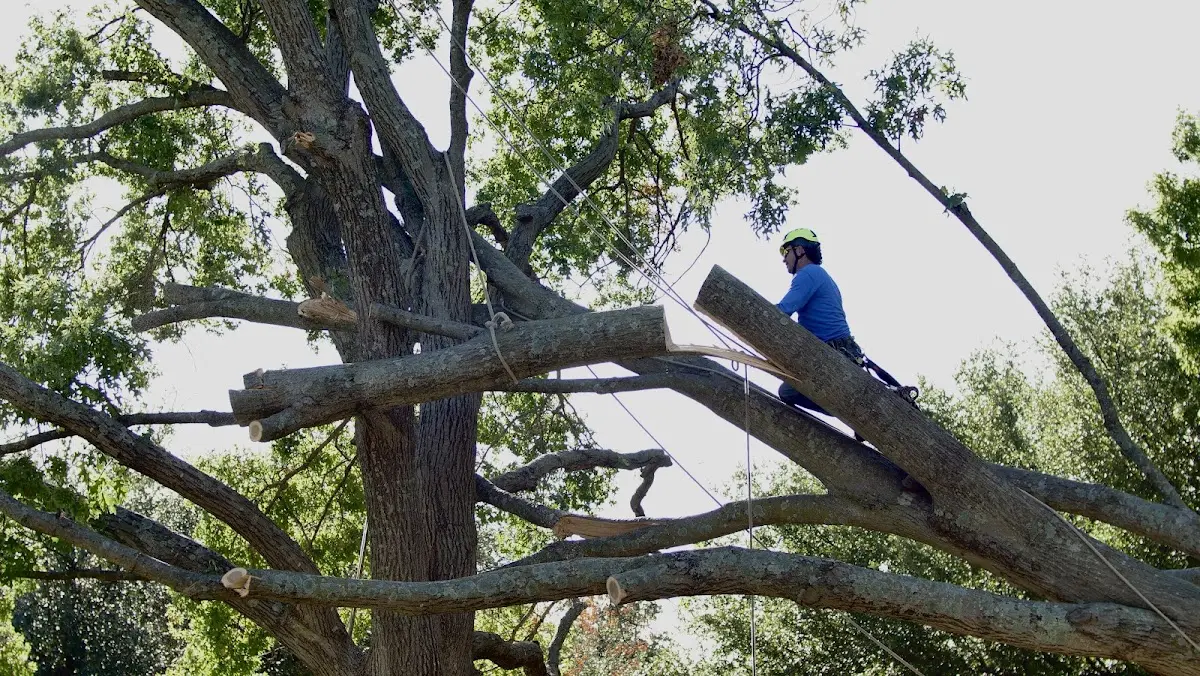 Professional Hazardous Tree Removal performed by certified arborists in Vaughnsville
