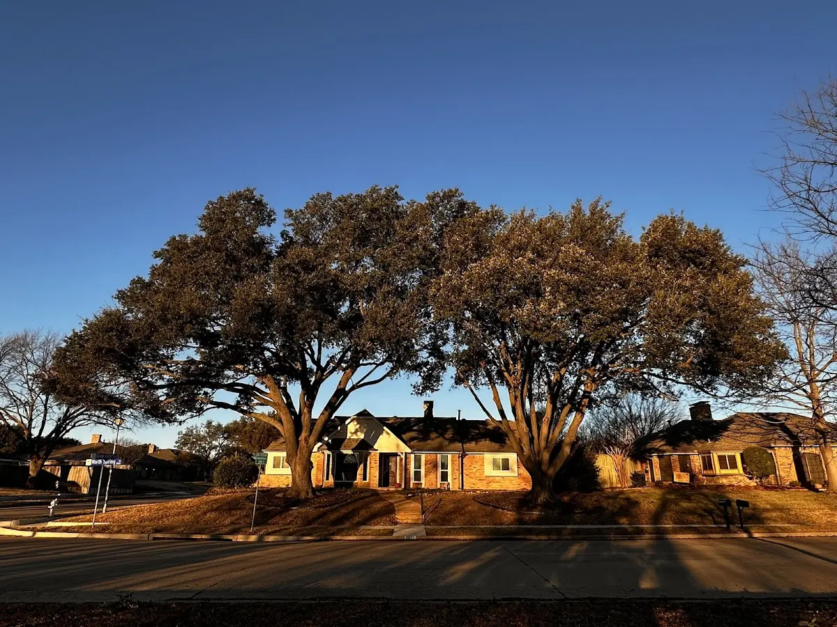 Established residential canopy tree shading a home in Vaughnsville